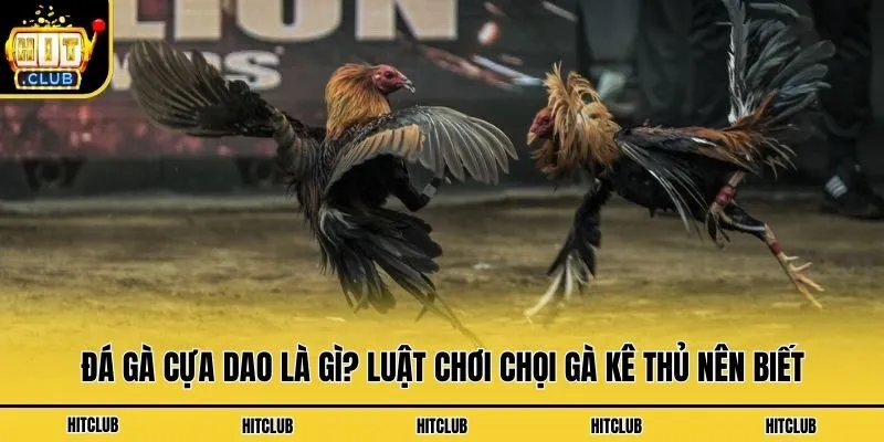 Đá Gà Cựa Dao Là Gì? Luật Chơi Chọi Gà Kê Thủ Nên Biết