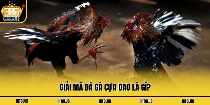 Giải mã đá gà cựa dao là gì?