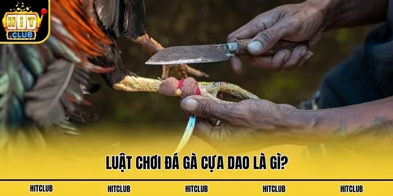 Luật chơi đá gà cựa dao là gì?