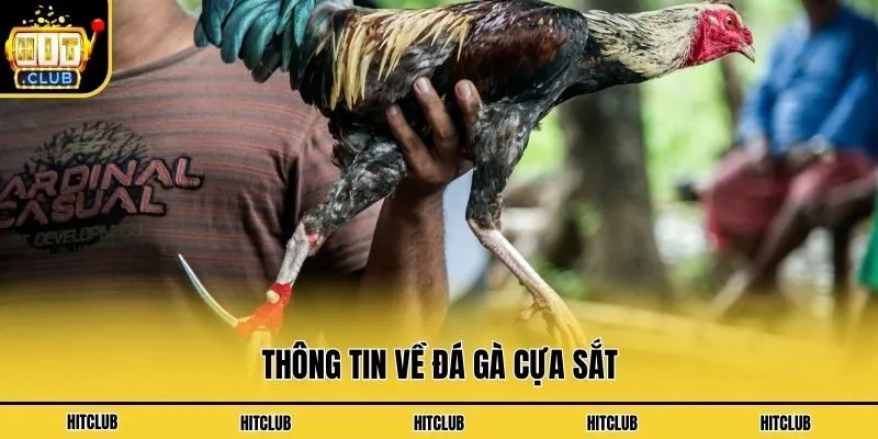 Thông tin về đá gà cựa sắt